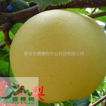秋紅梨樹苗現(xiàn)貨充足