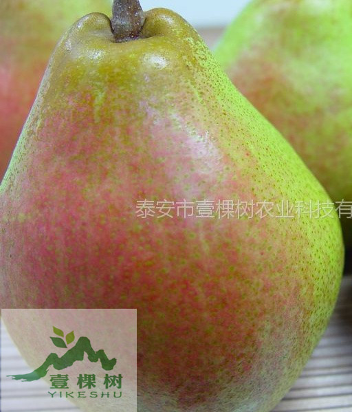 梨樹苗營養(yǎng)價值