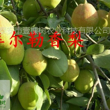 貴龍5號刺梨樹苗果實的表現(xiàn)