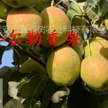 罗莎梨树苗介绍