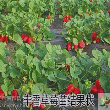 左賀清香草莓苗批發(fā)