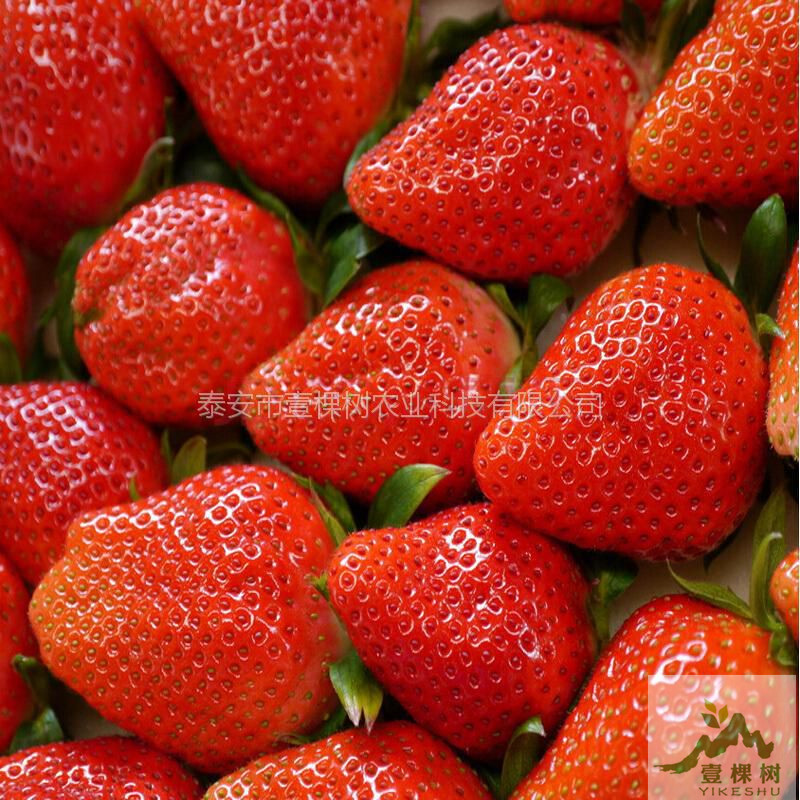 京泉香草莓苗价格多少