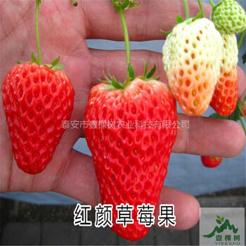 白雪公主草莓苗畝產(chǎn)量