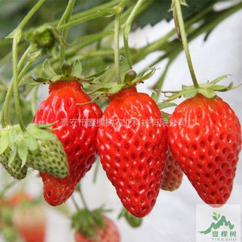 四季草莓苗成活率高