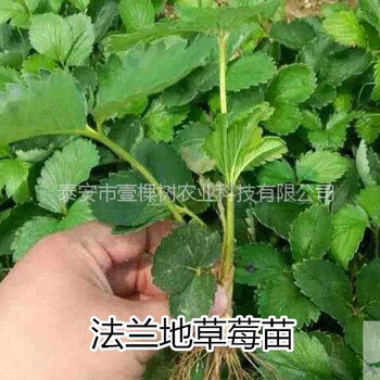 童子1号草莓苗批发价格