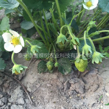 雪蜜草莓苗的表現(xiàn)