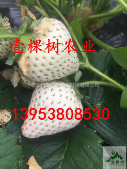女峰草莓苗哪里有