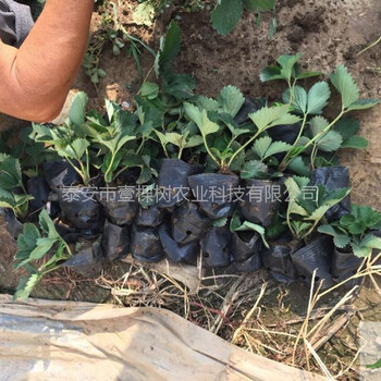 美香莎草莓苗幾月份成熟