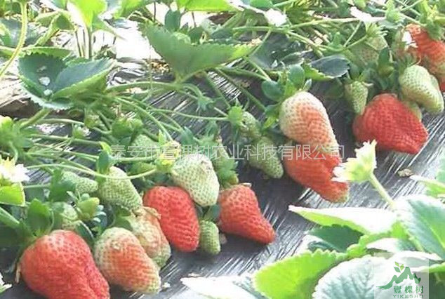 阿尔比草莓苗栽培