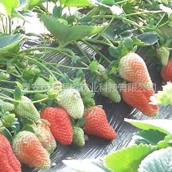 阿爾比草莓苗哪里有