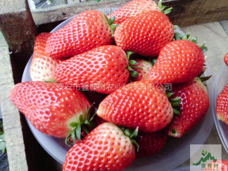 宁玉草莓苗供应