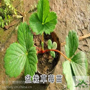 京桃香草莓苗怎么賣