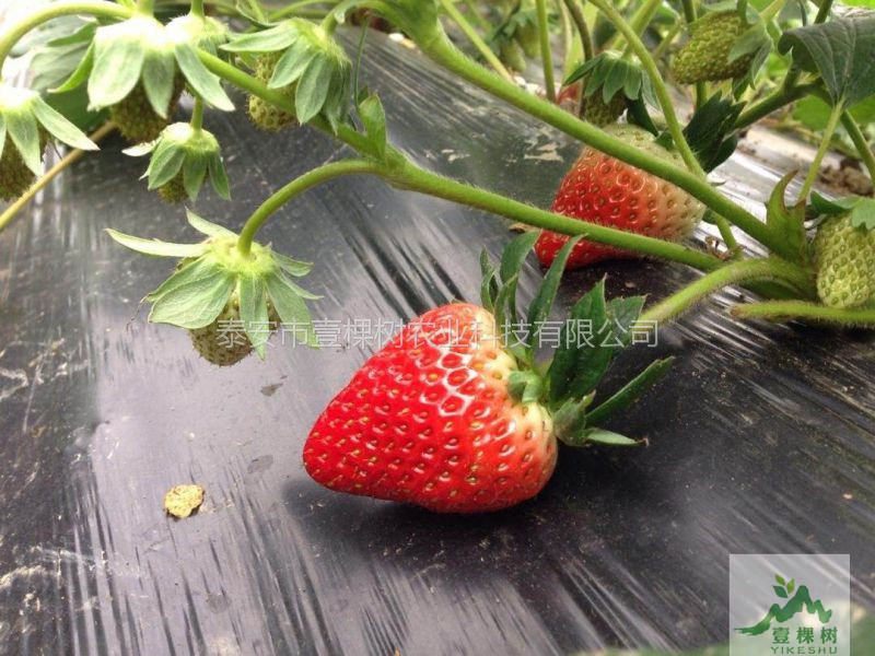 四季草莓苗成活率高