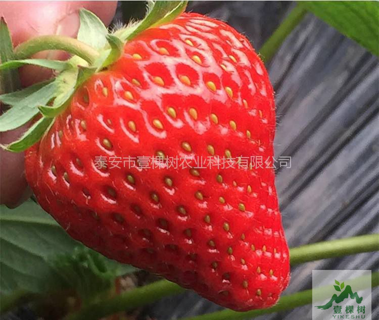 妙香草莓苗價(jià)格多少