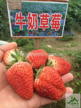 白草莓苗新品種