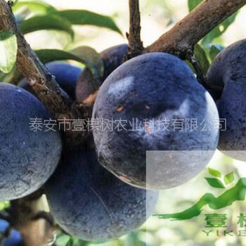 澳洲紅肉李樹苗基地