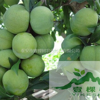 魁紅李子苗畝產(chǎn)量