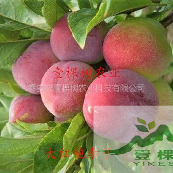 紅香妃李樹(shù)苗市場(chǎng)