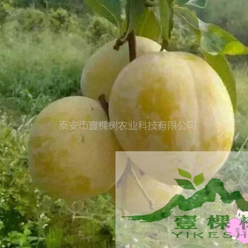 布朗李樹苗幾月份成熟
