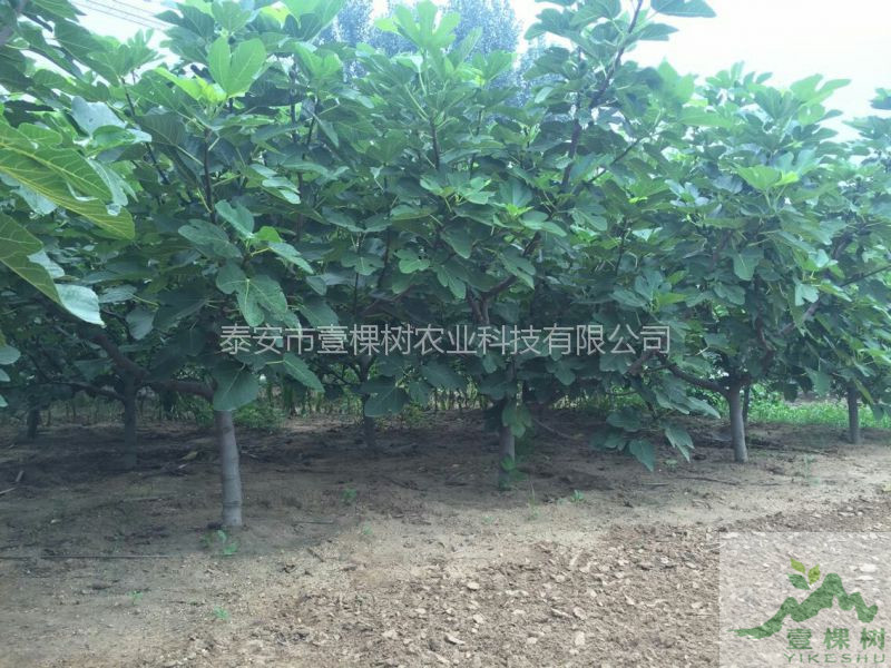 波姬紅無花果樹苗產(chǎn)量怎么樣