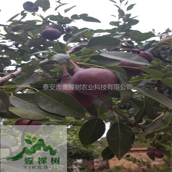 鴨梨樹苗供應