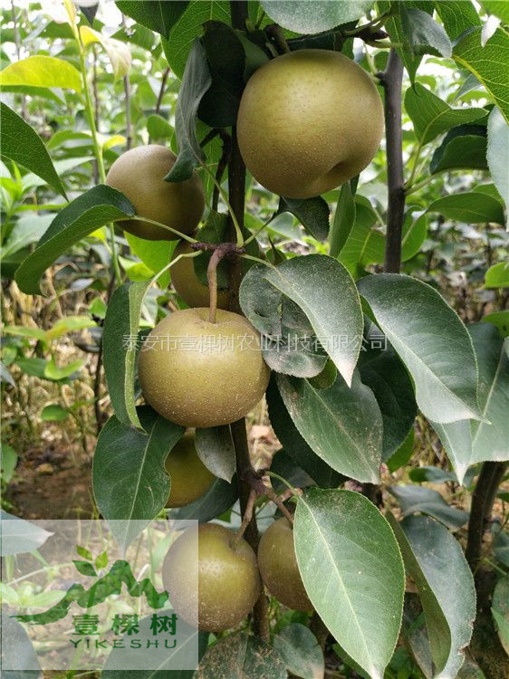 大果水晶梨树苗种植技术