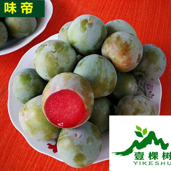 金蜜李子苗供應(yīng)