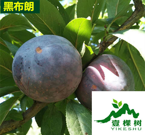 紅美麗李子苗多少錢(qián)