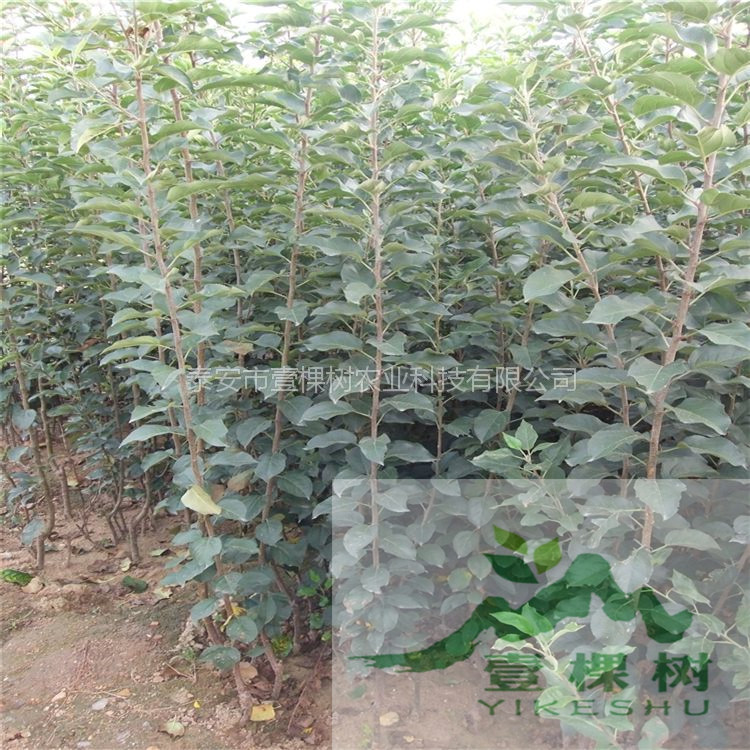 紅蜜脆蘋(píng)果苗哪個(gè)品種好