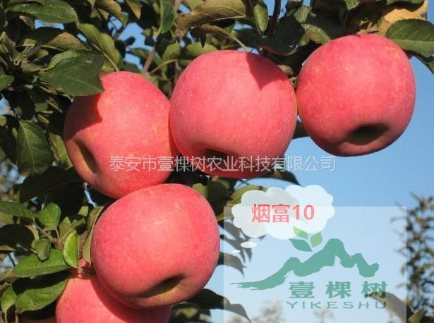 王林蘋果苗畝產(chǎn)多少