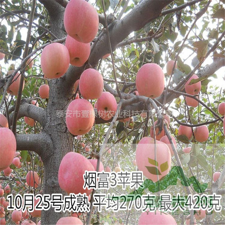 花牛蘋果苗簡(jiǎn)介
