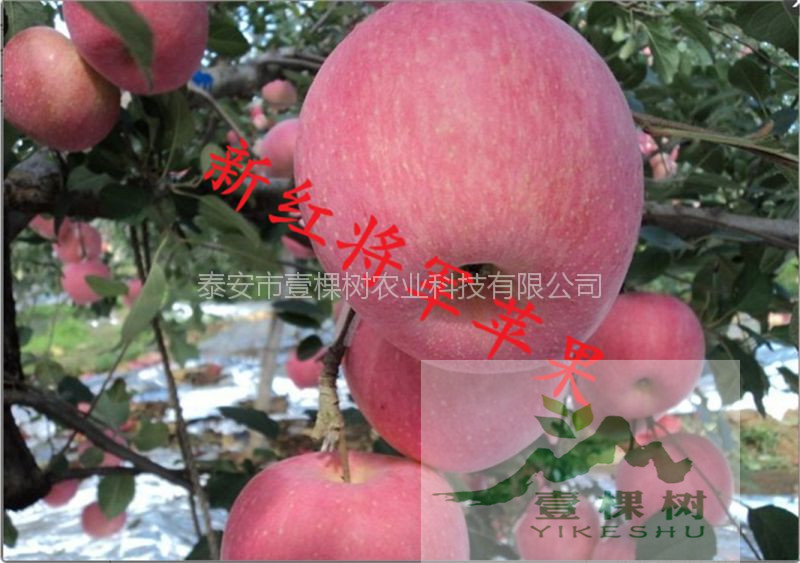 紅肉蘋果苗產(chǎn)量怎么樣