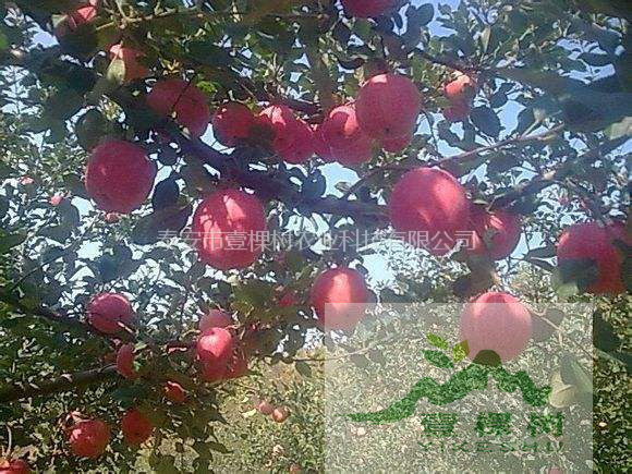 華冠蘋果苗畝產(chǎn)量
