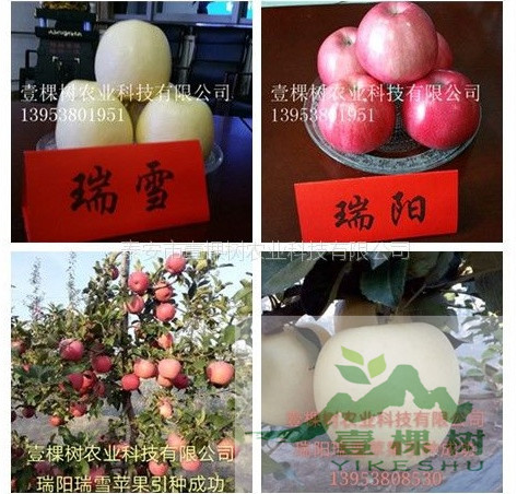 紅色之愛蘋果苗哪里買