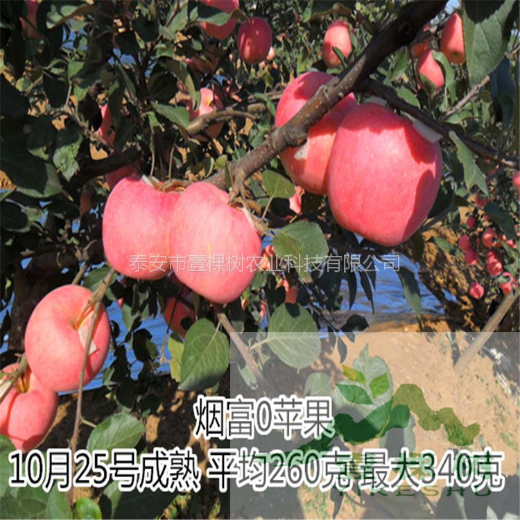 黃香蕉蘋果苗哪里買