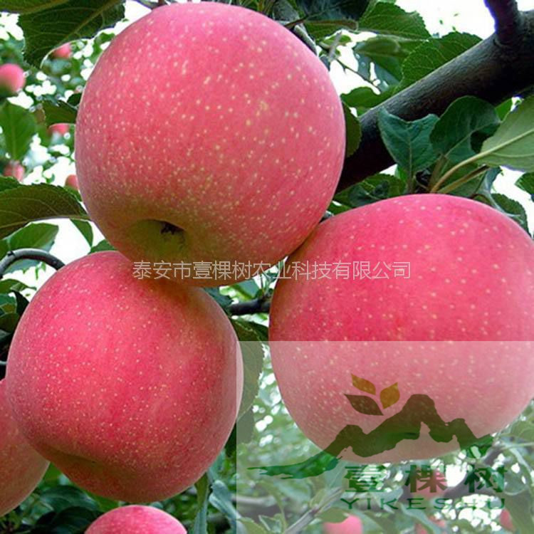 m26矮化砧蘋果苗怎么種植