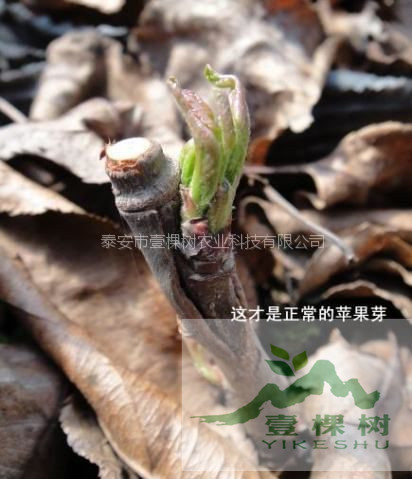 蓬萊三十里堡紅樹苗哪個品種好