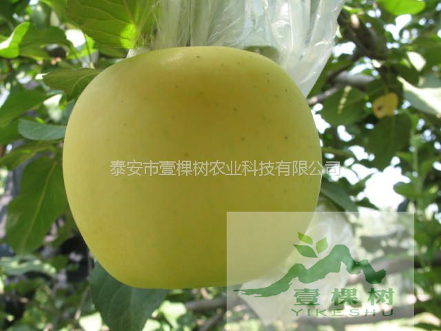 紅色之愛蘋果苗哪里買