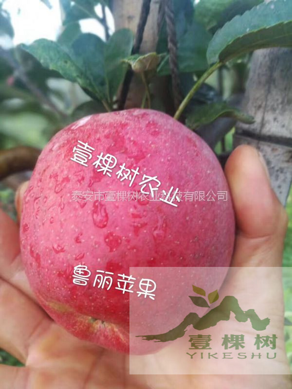 m26矮化砧蘋果苗怎么種植