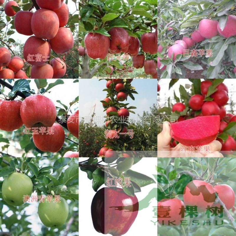 紅肉蘋果苗產(chǎn)量怎么樣