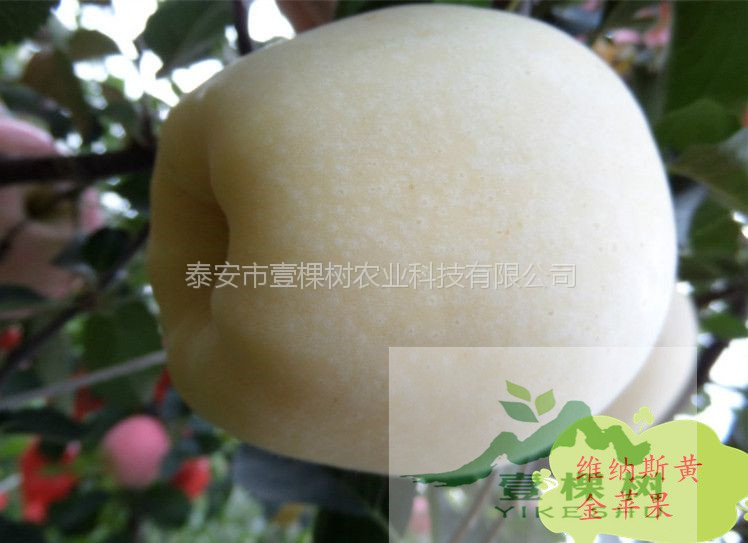 矮化紅富士蘋果苗圖片