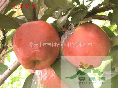 煙富8號蘋果苗營養(yǎng)價值