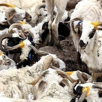 进口澳洲羊毛在青岛港怎么报关清关呢
