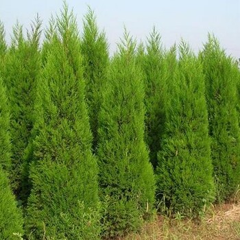 蜀儈樹的種植方法
