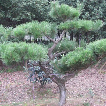 黑松苗木用于山地綠化