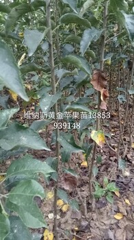 矮化苹果苗，黄金苹果苗，烟富系列苹果苗