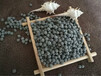 水处理陶粒价格生物滤池陶粒3-5mm挂膜滤料萍乡厂家价格