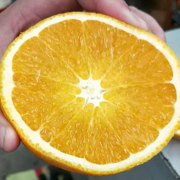 上海进口澳洲橙水果批发/进口水果南非橙子批发价格