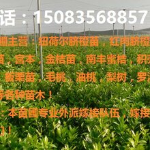 赣州优质纽荷尔脐橙苗,早熟脐橙苗,早熟温柑苗等各种果树苗!图片
