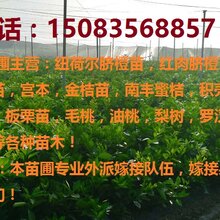 赣南脐橙苗,沃柑苗,沃柑苗等果树苗批发多少钱!图片